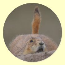 prairie dog stickers