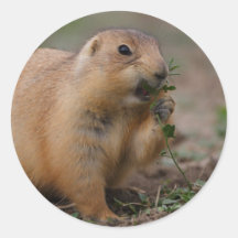 prairie dog sticker