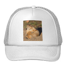 prairie dog trucker hats