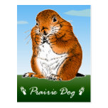 prairie dog which stands post card