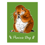 prairie dog which stands post cards