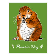 prairie dog which stands post cards