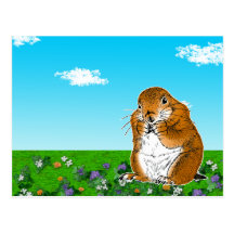 prairie dog which stands post cards