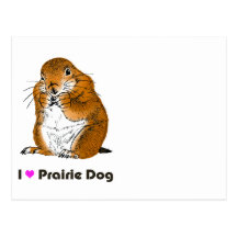 prairie dog which stands postcards