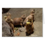 Prairie Dogs Eating Dinner 1
