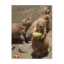 Prairie Dogs Eating Dinner 1
