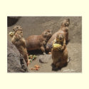 Prairie Dogs Eating Dinner 1 postcards by WildAnimalArt Prairie Dogs Eating Dinner 1 postcards