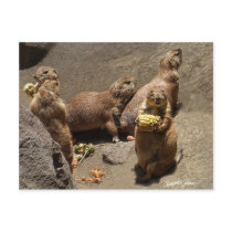 Prairie Dogs Eating Dinner 1 postcards by WildAnimalArt Prairie Dogs Eating Dinner 1 postcards