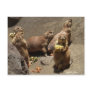 Prairie Dogs Eating Dinner 1