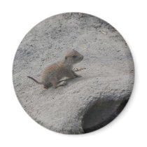 Prairie Dogs magnets by lifeisahighway Prairie Dogs magnets