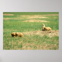 Prairie Dogs Playing in Badlands Posters