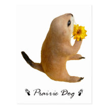 prairie dog's stuffed toy post card