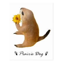prairie dog's stuffed toy post cards