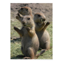 PRAIRIE DOGS THAT LUNCH posters