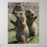 PRAIRIE DOGS THAT LUNCH posters