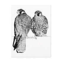 Prairie Falcons postcards by WildlifeInk Prairie Falcons postcards