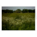 Prairie Flowers Card by Poetlady Prairie Flowers Card