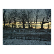 Prairie Gold posters