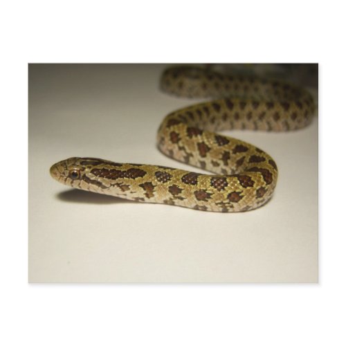 Prairie King Snake postcard