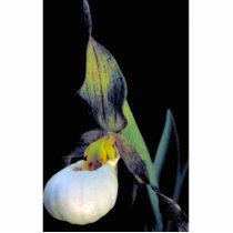 Prairie lady's slipper cut outs