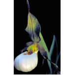 Prairie lady's slipper cut outs