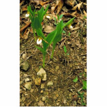 Prairie lady's slipper photo sculpture