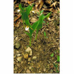 Prairie lady's slipper photo sculpture