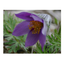 Prairie Pasque North South Dakota state flower Post Card