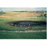 Prairie Pothole in South Dakota