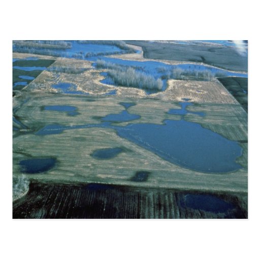 Prairie Pothole Wetland Post Card