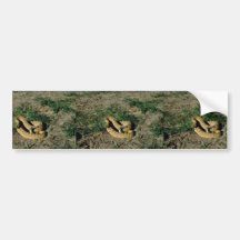 Prairie rattlesnake bumper stickers