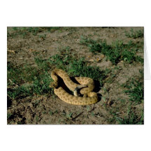 Prairie rattlesnake card