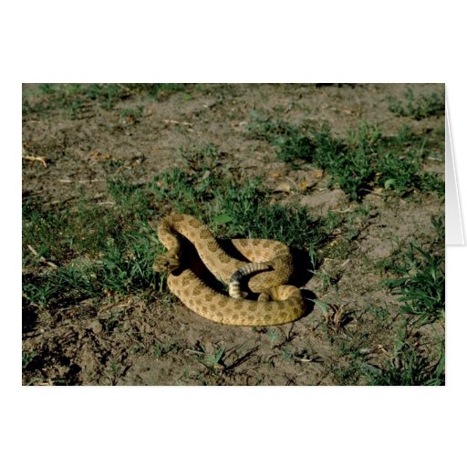 Prairie rattlesnake card