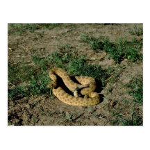 Prairie rattlesnake postcard