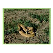 Prairie rattlesnake postcards