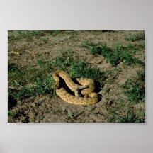 Prairie rattlesnake posters