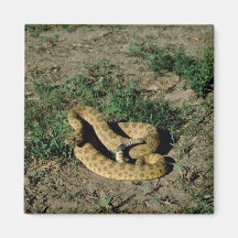 Prairie rattlesnake refrigerator magnets