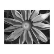 Prairie Sun Rudbeckia B&W postcards by artberry Prairie Sun Rudbeckia B&W postcards