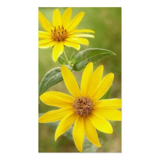 Prairie Sunflower - Helianthus maximilianii Business Cards (back side)