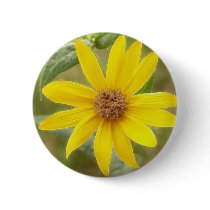 Prairie Sunflower - Helianthus maximilianii Pins