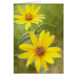 Prairie Sunflower - Helianthus maximilianii Cards