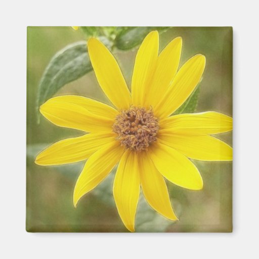 Prairie Sunflower - Helianthus maximilianii Magnet