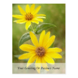 Prairie Sunflower - Helianthus maximilianii Post Cards