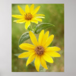 Prairie Sunflower - Helianthus maximilianii Print