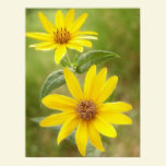 Prairie Sunflower - Helianthus maximilianii posters