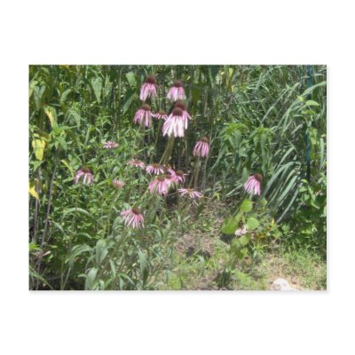 Prairie Views Postcards by ceebow