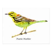 Prairie Warbler Post Cards