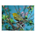 Prairie Warbler posters by gwester Prairie Warbler posters