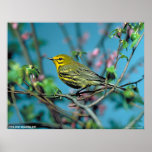 Prairie Warbler posters