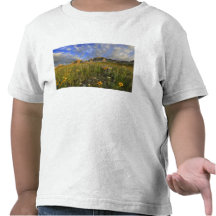 Prairie Wildflowers at Windy Creek in the Many Shirts